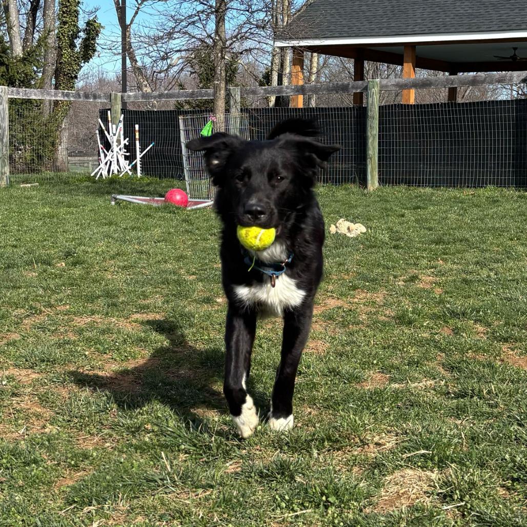 Enlarge Princeton, a Adoptable Mixed Breed in Marshall, VA image 5/6