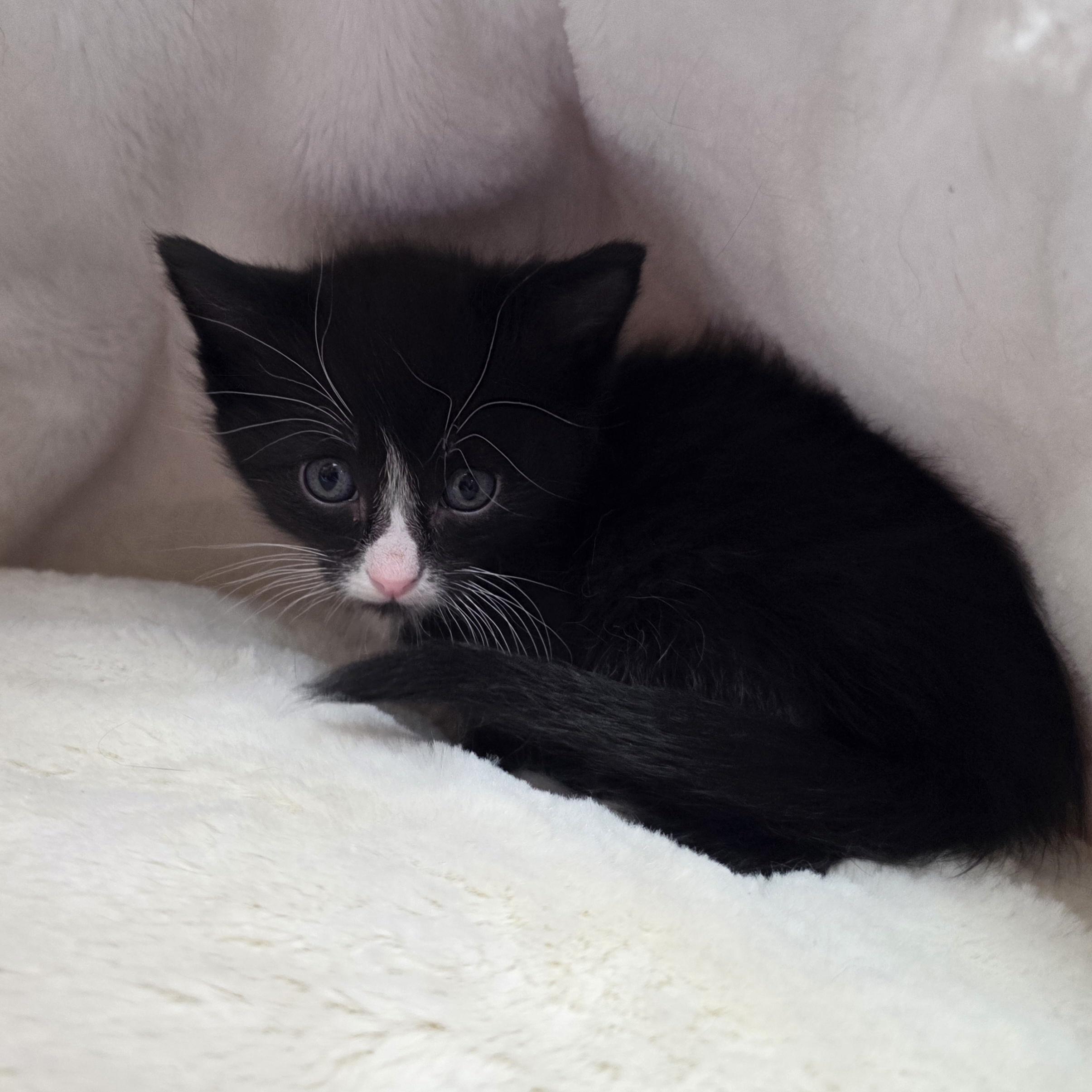 02042026I, Adopted, Kitten Male Domestic Short Hair.