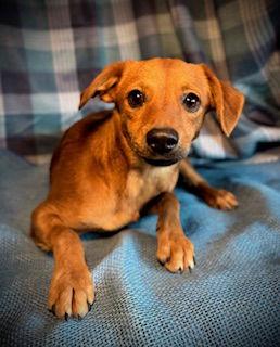 Sunkist- Puppy #1 (CoPAC Litter #9/2025), Adoptable, Young Female Chihuahua & Terrier.