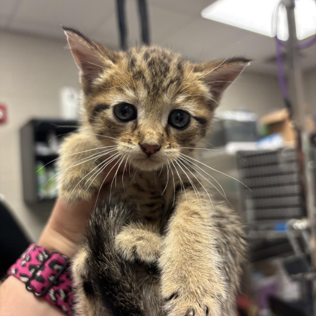 Hairbrush, Adoptable, Kitten Female Domestic Short Hair.