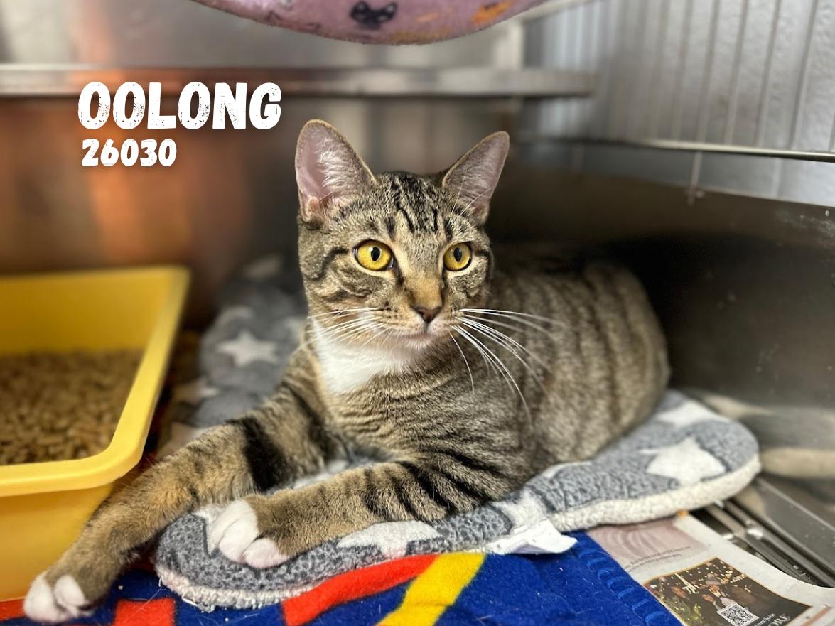 Enlarge Oolong, a Adoptable mixed breed in Oak Ridge, TN image 1/3