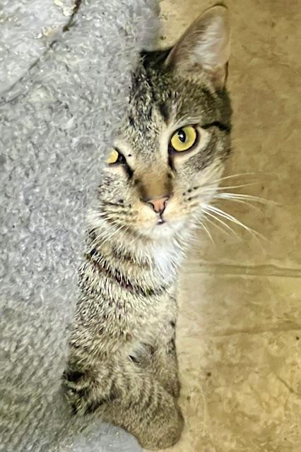 OROVILLE, Adoptable, Young Male Domestic Short Hair.