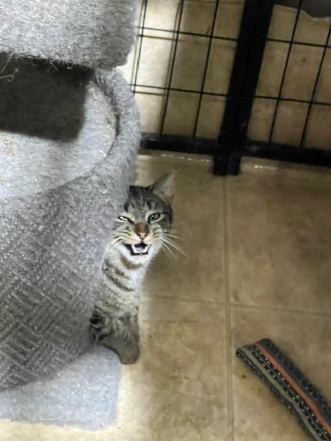 OROVILLE, a Adoptable Domestic Short Hair in Lake Ozark, MO image 2/2