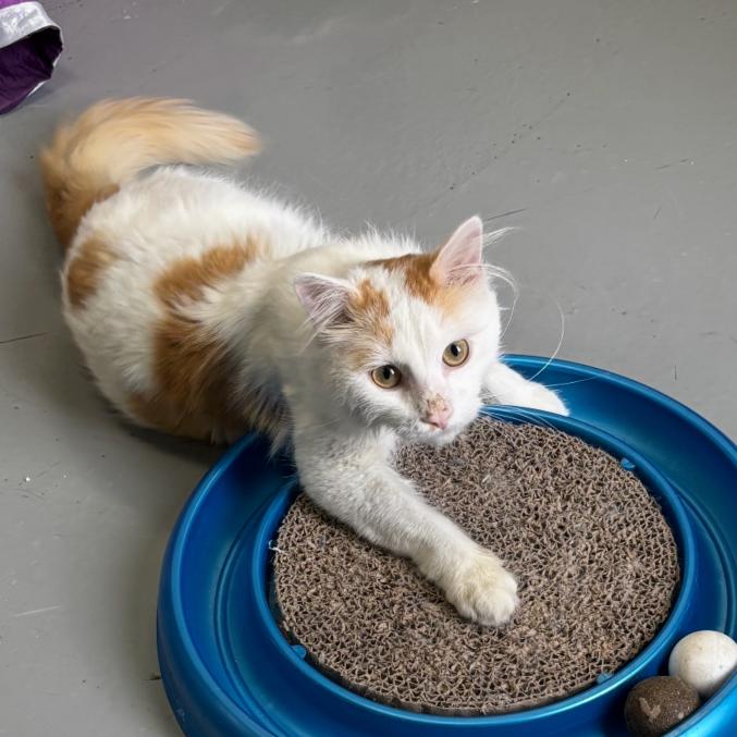 Enlarge Oscar, a Adoptable Domestic Medium Hair in Houston, TX image 1/1