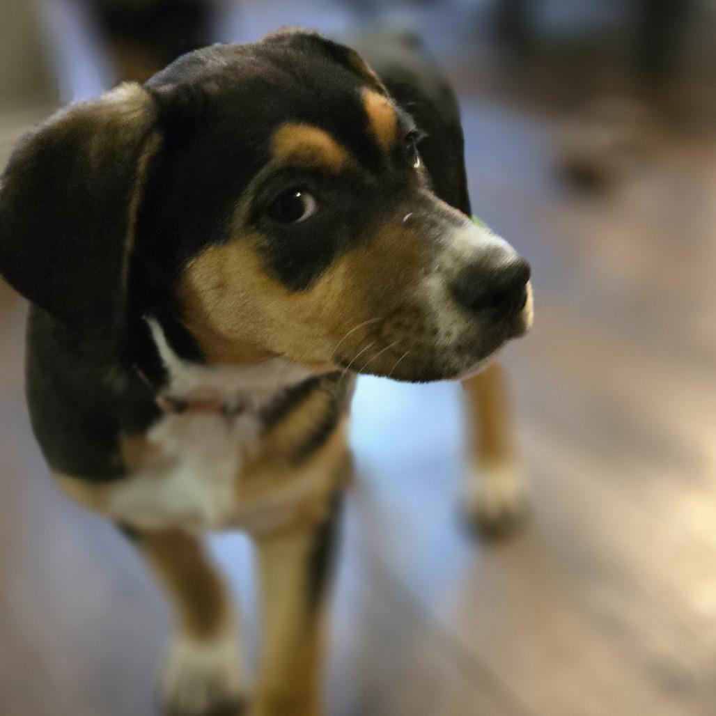 Holly, Adoptable, Puppy Female Shepherd.