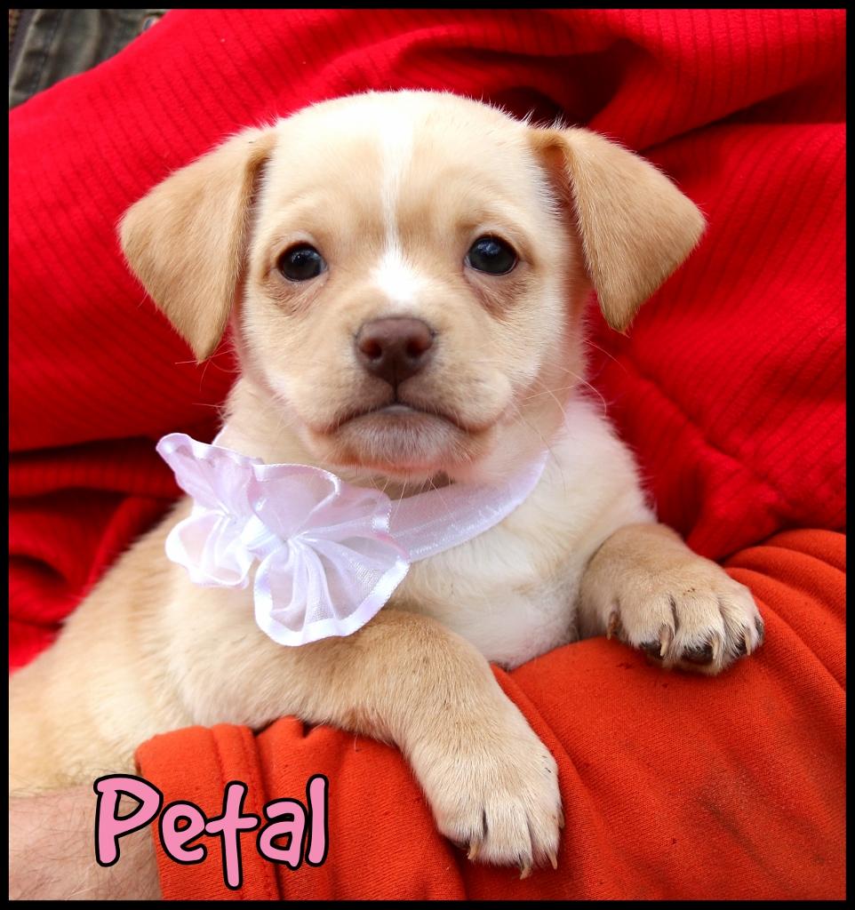 Petal thumbnail 4