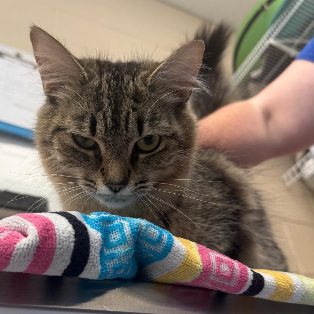 Bethany, Adoptable, Adult Female Domestic Short Hair.