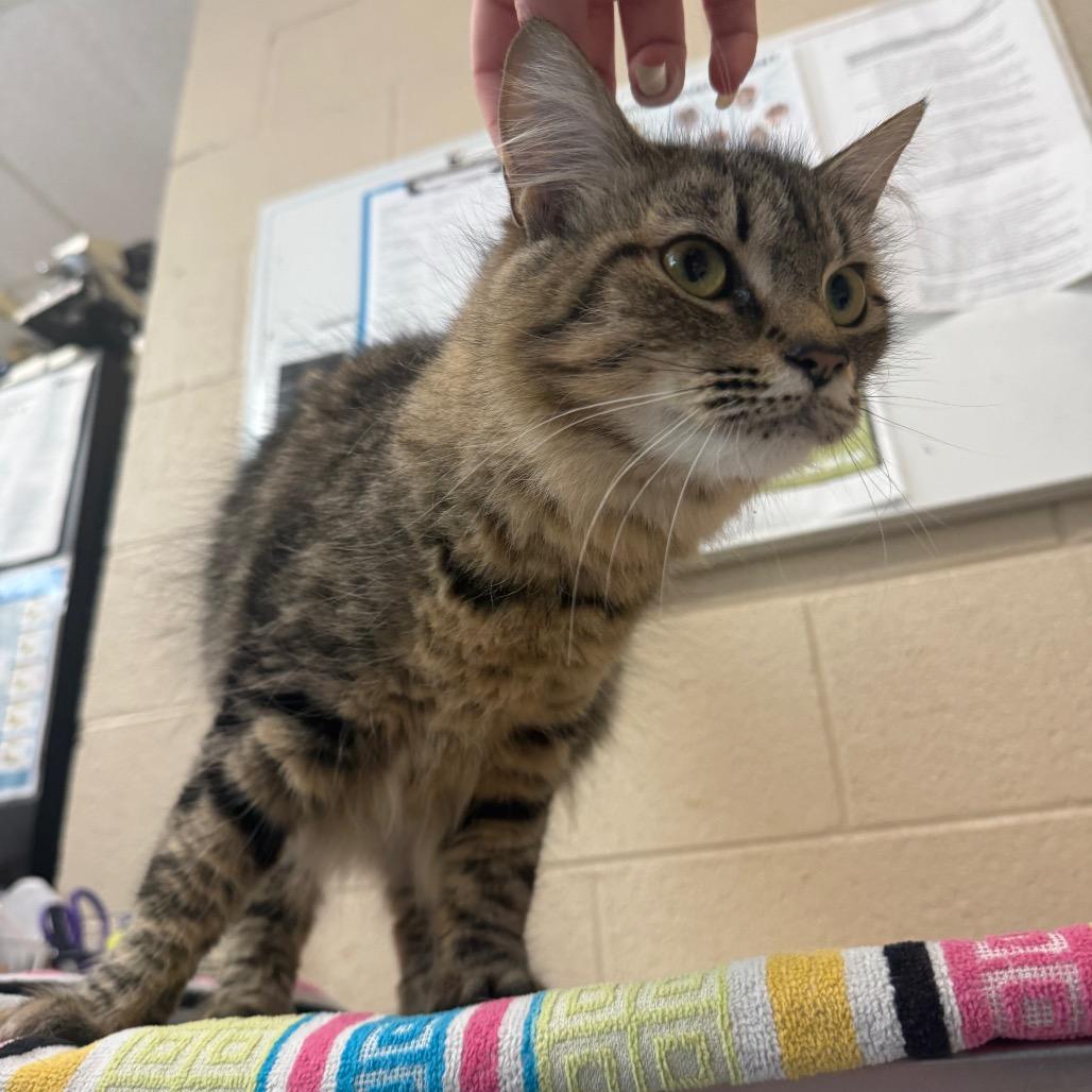 Enlarge Bethany, a Adoptable Domestic Short Hair in Troy, VA image 2/6