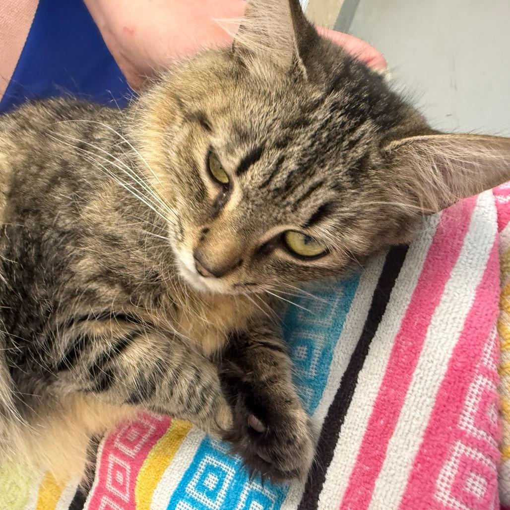 Enlarge Bethany, a Adoptable Domestic Short Hair in Troy, VA image 3/6