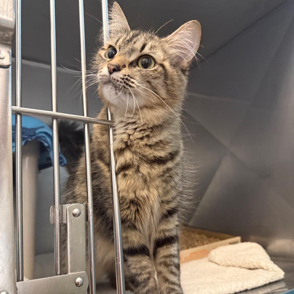 Enlarge Bethany, a Adoptable Domestic Short Hair in Troy, VA image 4/6