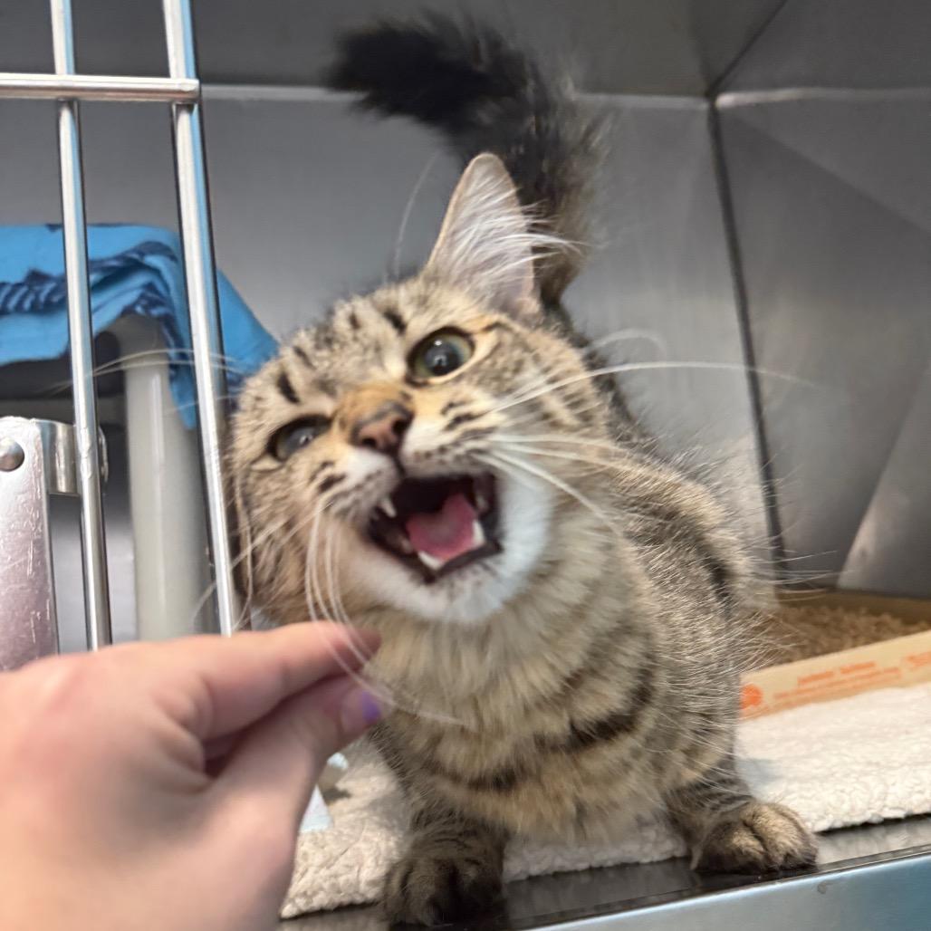 Enlarge Bethany, a Adoptable Domestic Short Hair in Troy, VA image 5/6
