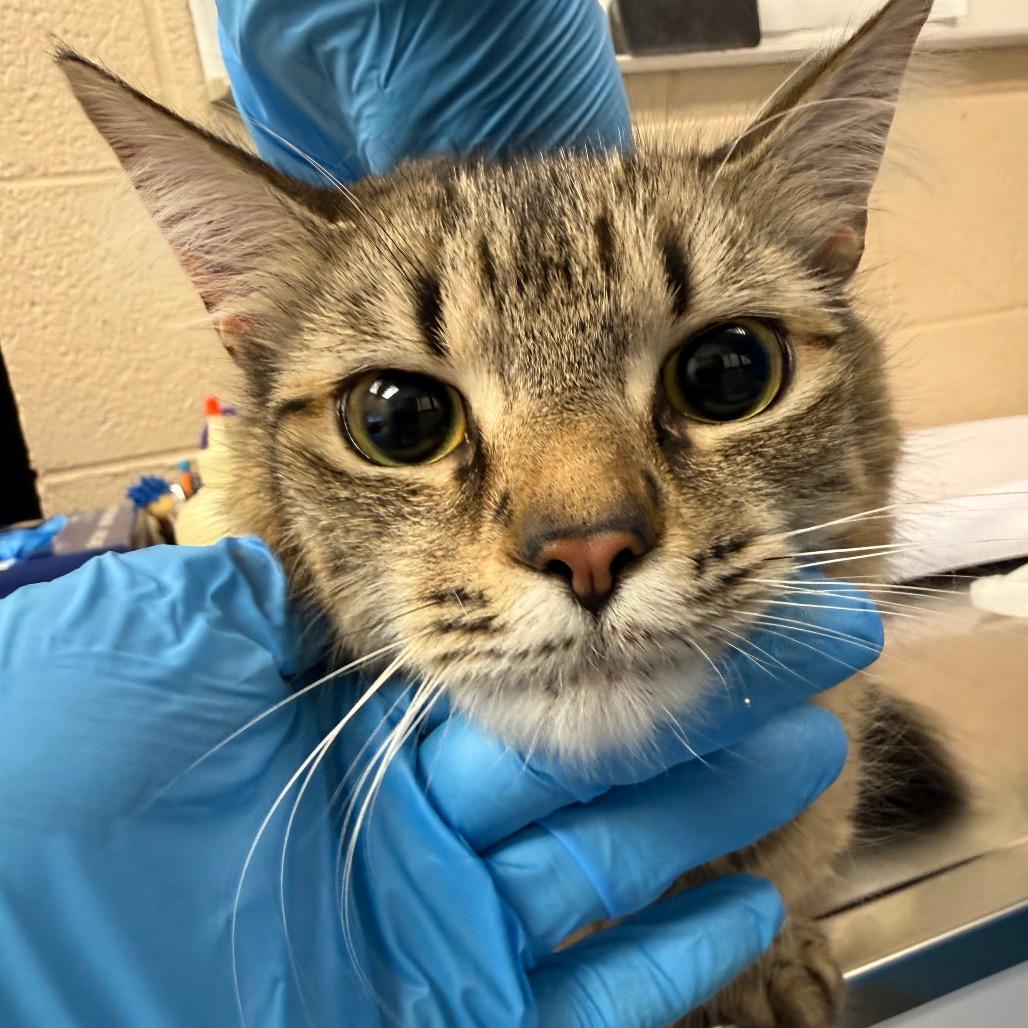 Enlarge Bethany, a Adoptable Domestic Short Hair in Troy, VA image 6/6