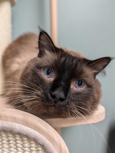 BINKS, Adoptable, Adult Male Siamese.