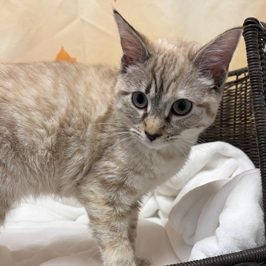 Lexi, Adoptable, Young Female Siamese.