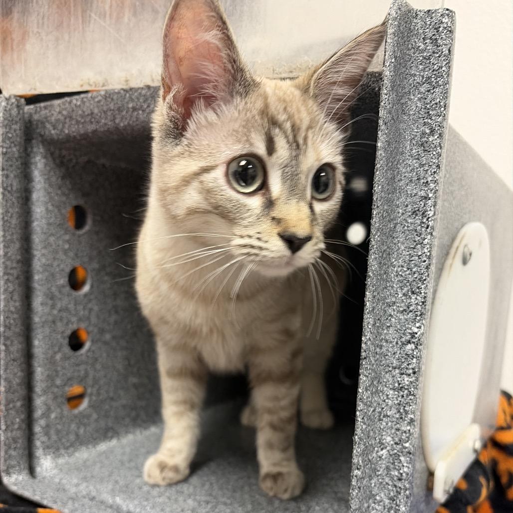Enlarge Lexi, a Adoptable Siamese in Henderson, NV image 2/2