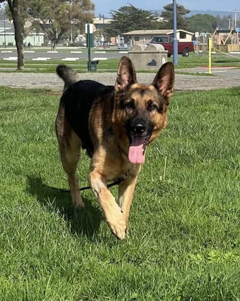 Atticus, a Adoptable German Shepherd Dog in Crescent city, CA image 1/2