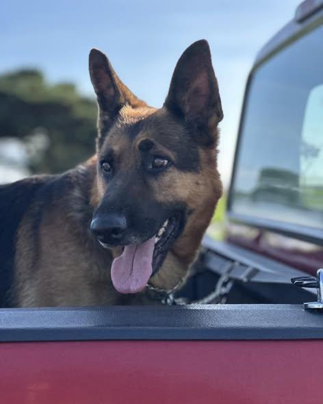 Atticus, a Adoptable German Shepherd Dog in Crescent city, CA image 2/2
