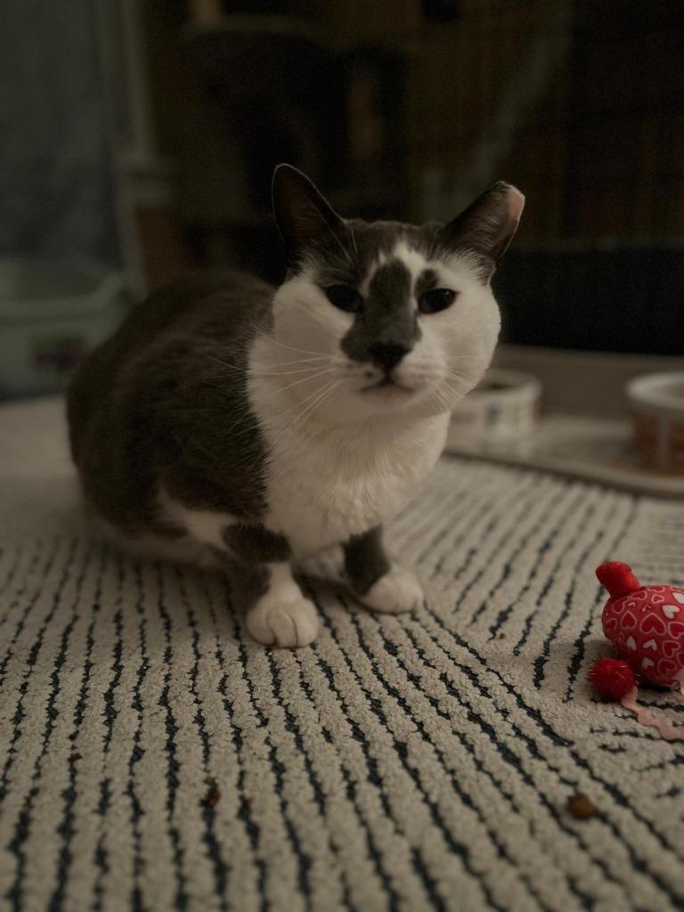 Sebastian, Adoptable, Adult Male Domestic Short Hair.