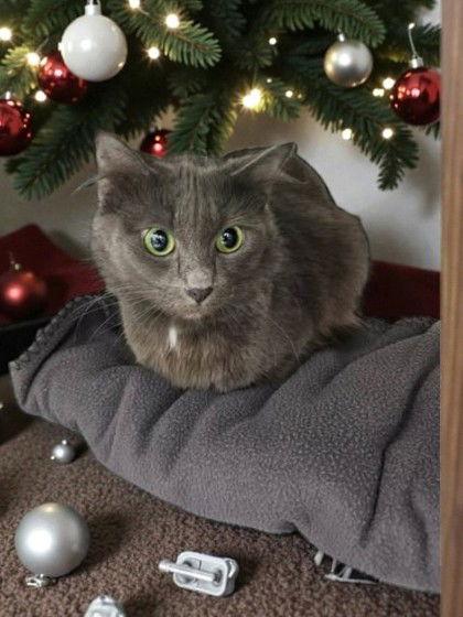 Clara, Adopted, Young Female Domestic Short Hair.