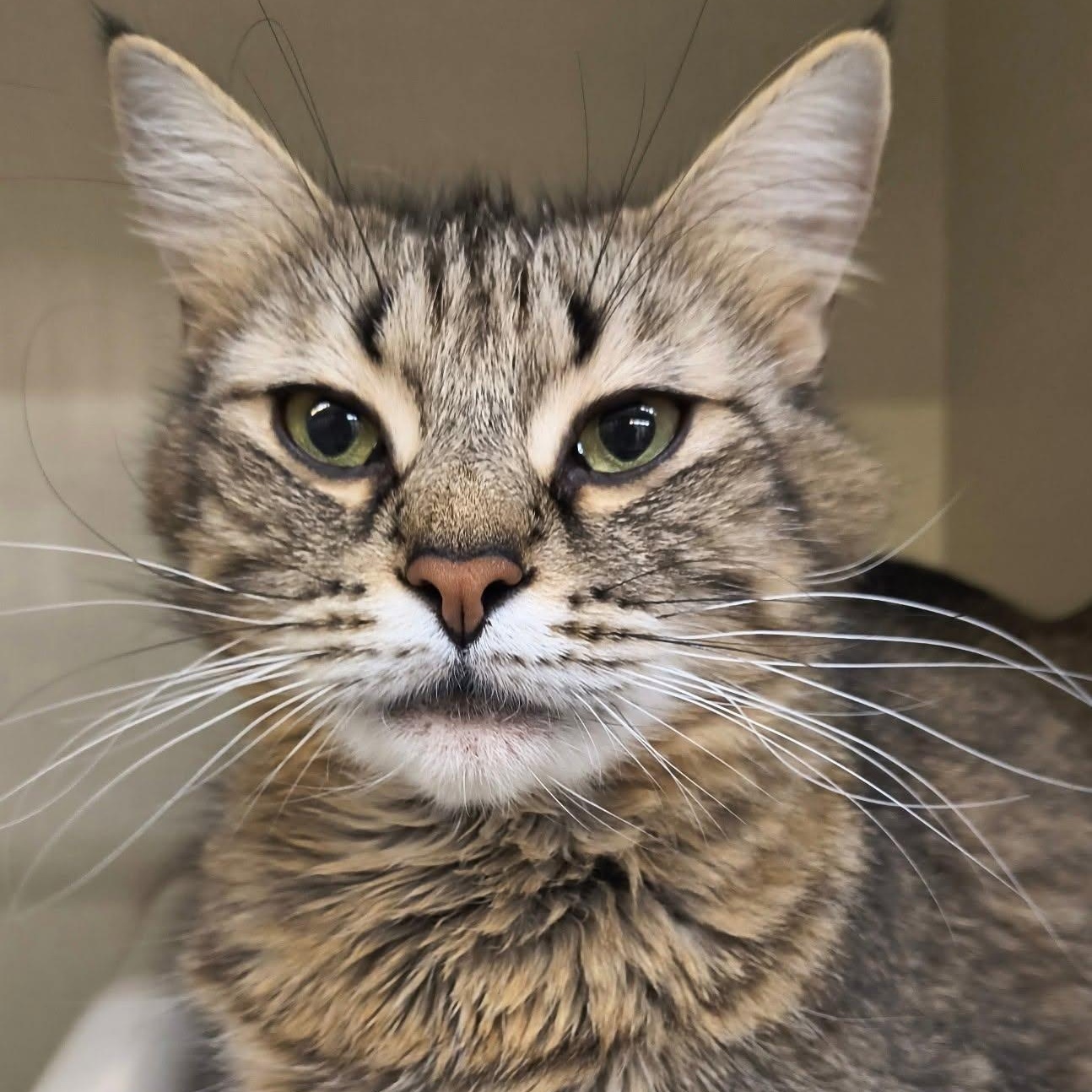 Ophelia, ADOPTABLE, Senior Female Domestic Medium Hair.