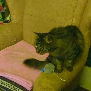 Kalea, ADOPTABLE, Adult Female Domestic Medium Hair.