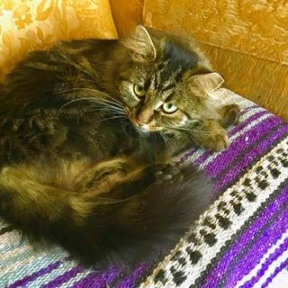 Kalea, a ADOPTABLE Domestic Medium Hair in Toronto, ON image 2/6