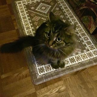 Kalea, a ADOPTABLE Domestic Medium Hair in Toronto, ON image 3/6