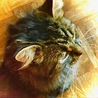 Kalea, a ADOPTABLE Domestic Medium Hair in Toronto, ON image 4/6