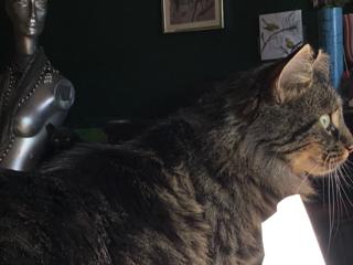 Kalea, a ADOPTABLE Domestic Medium Hair in Toronto, ON image 5/6