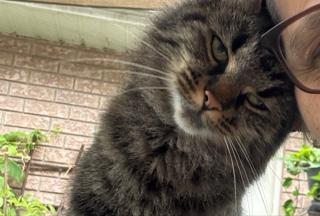 Kalea, a ADOPTABLE Domestic Medium Hair in Toronto, ON image 6/6