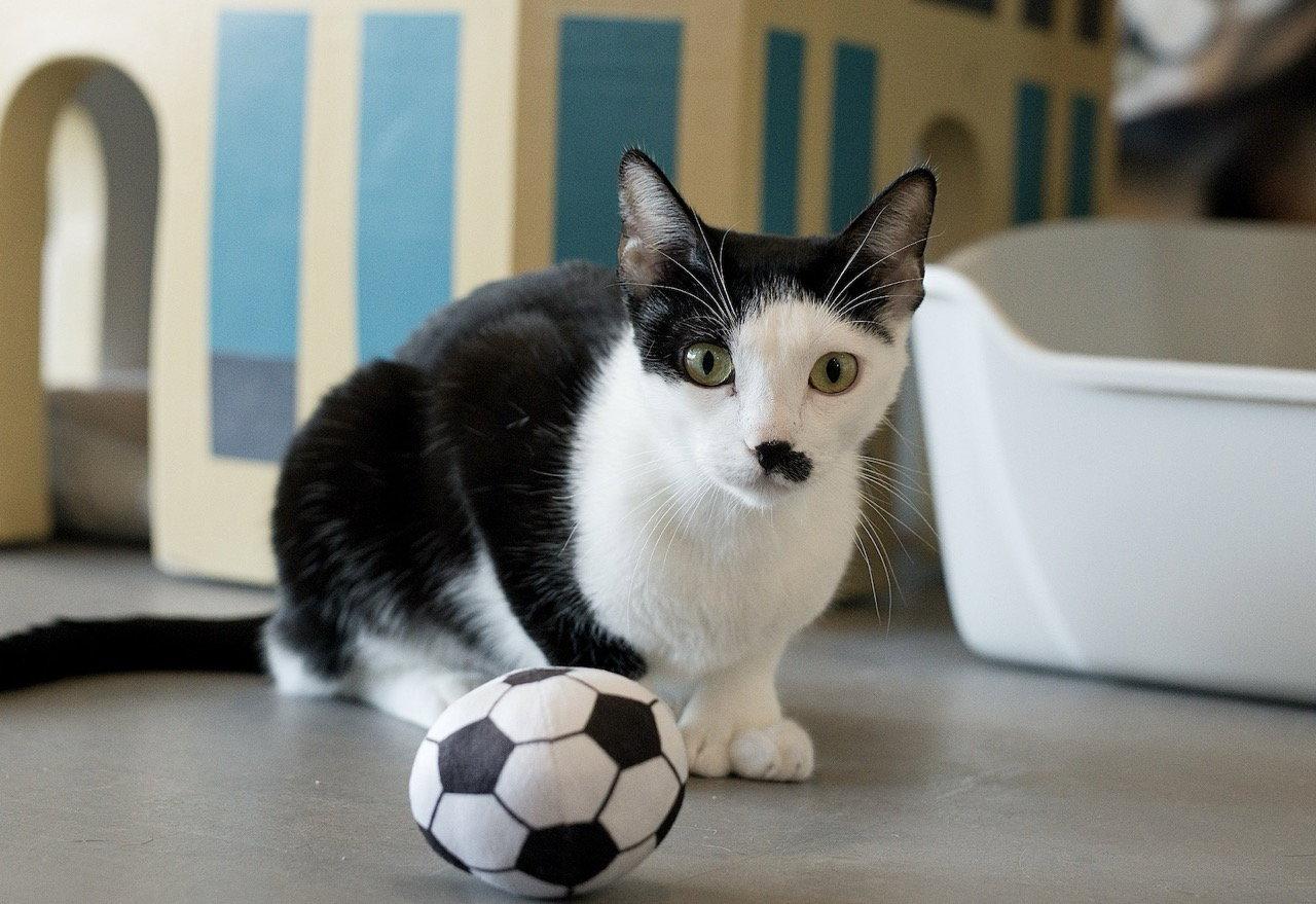 Eleven (bonded with Mike), Adoptable, Young Female Domestic Short Hair.