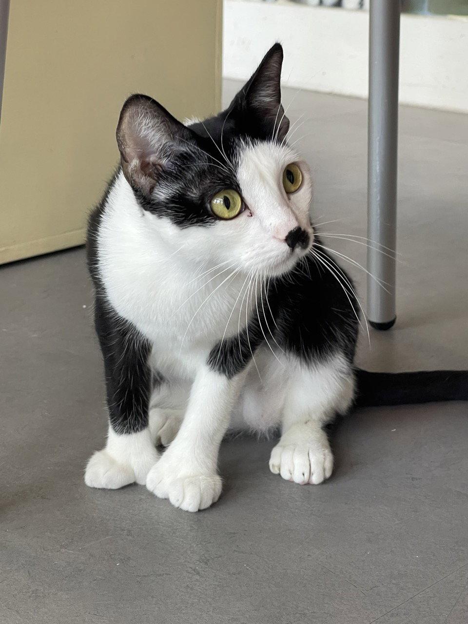Eleven (bonded with Mike), a Adoptable Domestic Short Hair in Oakland, CA image 2/3