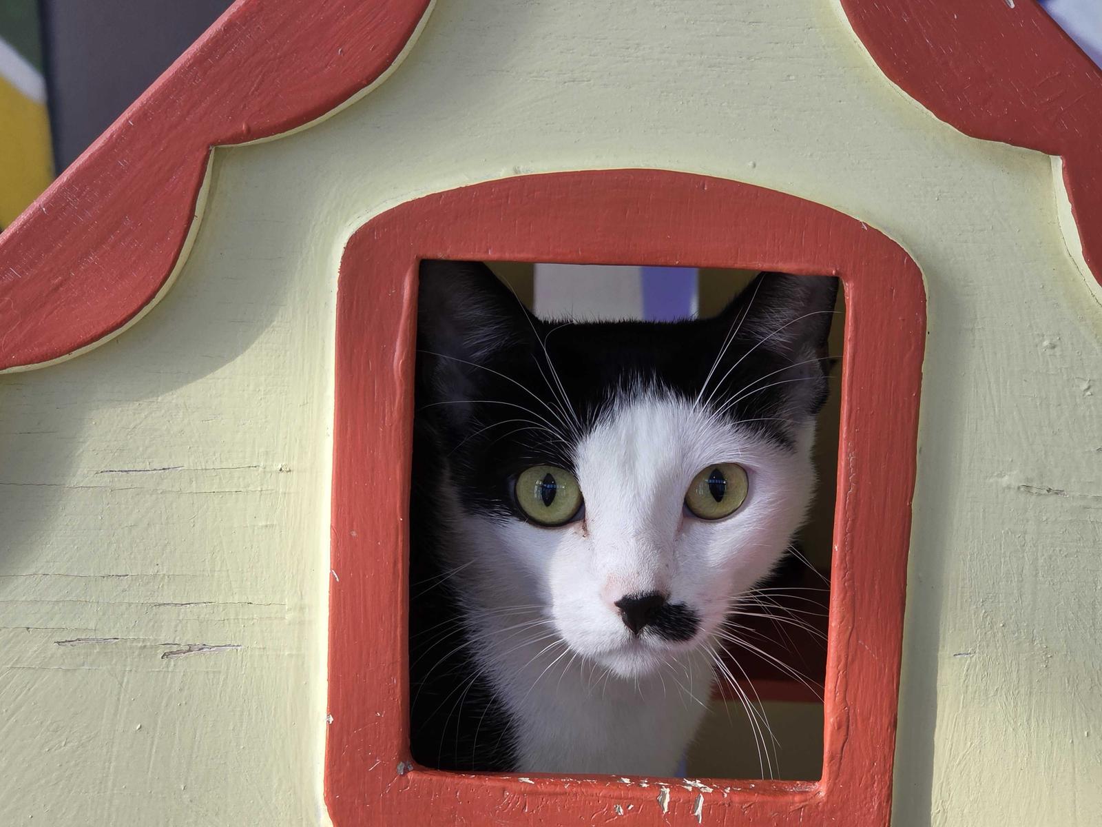 Eleven (bonded with Mike), a Adoptable Domestic Short Hair in Oakland, CA image 3/3
