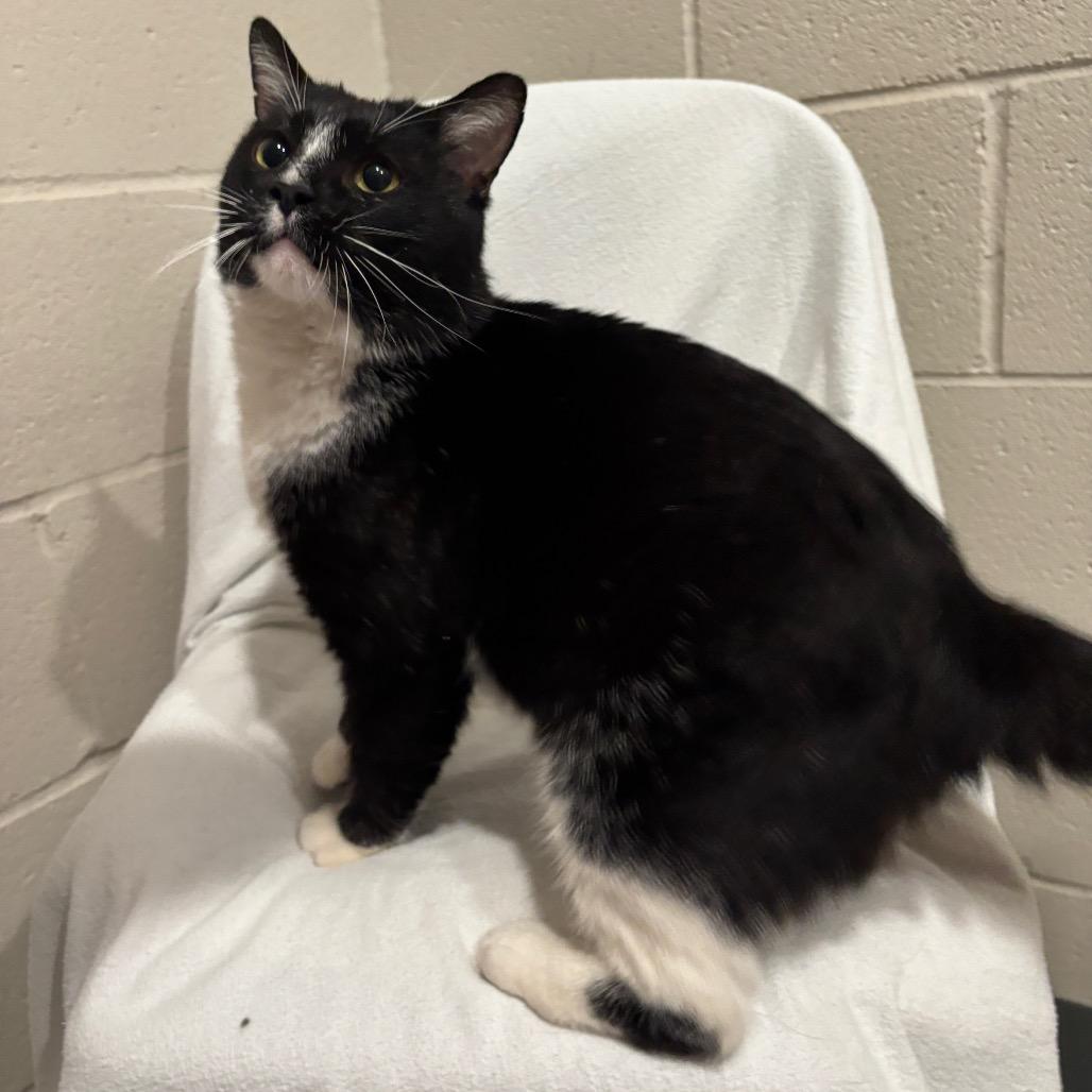 Enlarge Max, a Adoptable Domestic Short Hair in Smithville, TN image 1/4