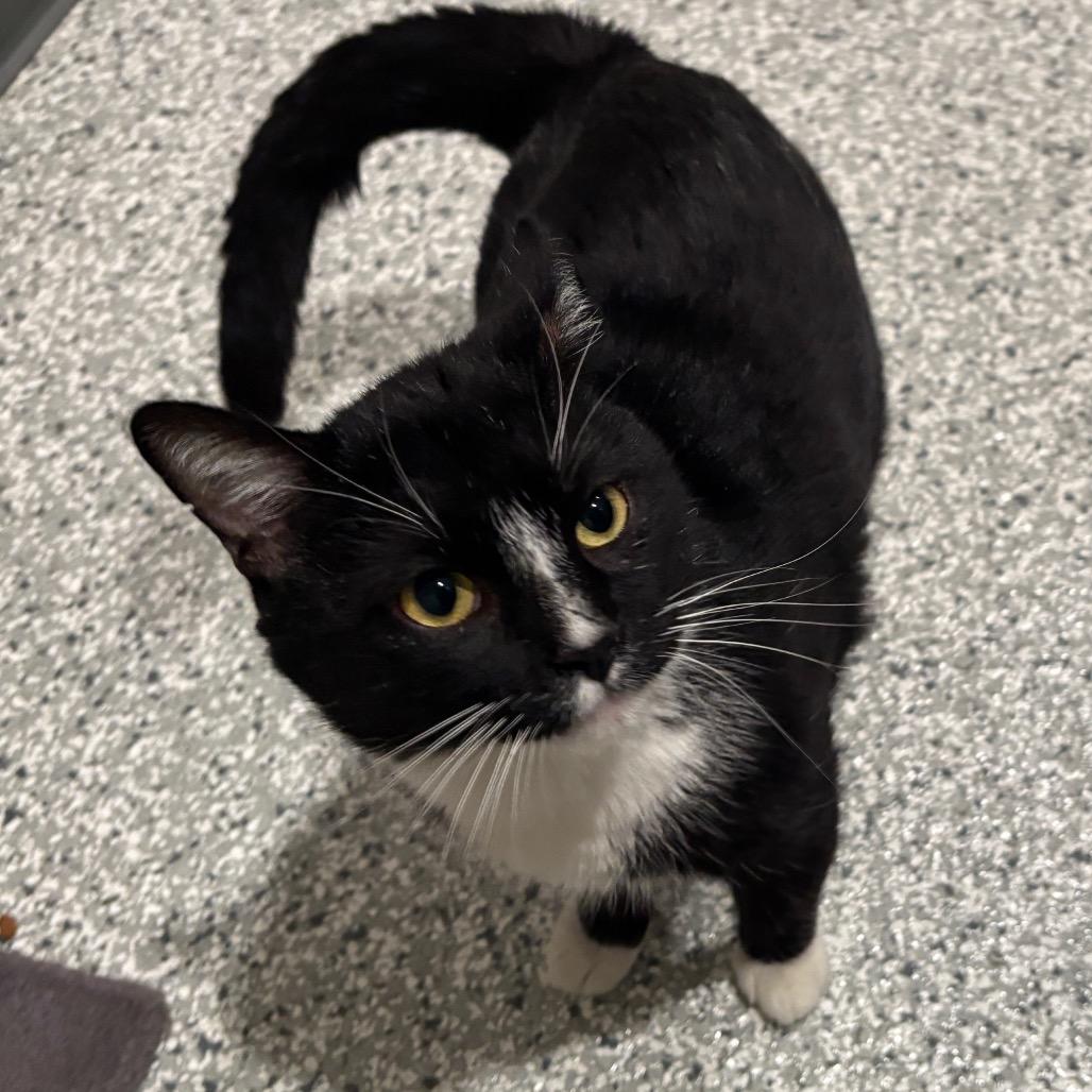 Enlarge Max, a Adoptable Domestic Short Hair in Smithville, TN image 2/4