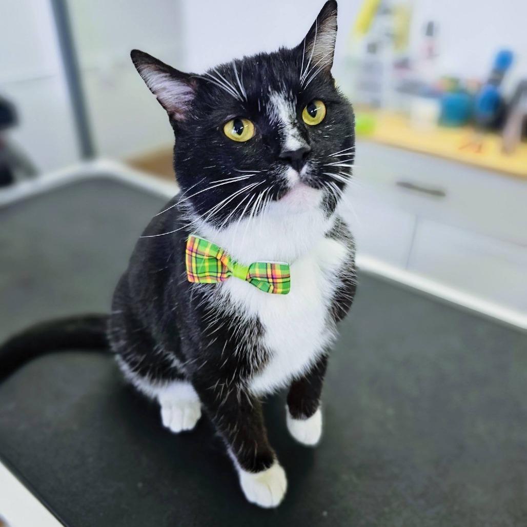 Enlarge Max, a Adoptable Domestic Short Hair in Smithville, TN image 3/4