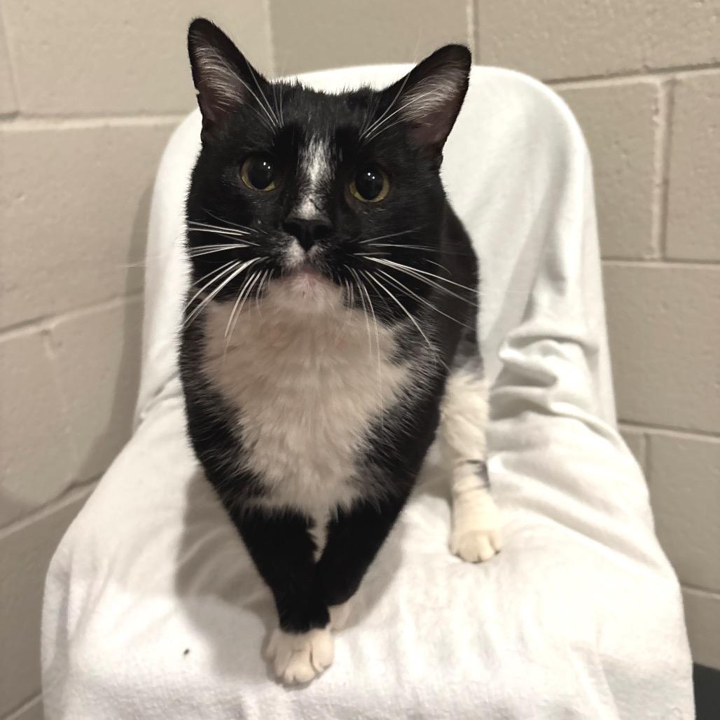 Enlarge Max, a Adoptable Domestic Short Hair in Smithville, TN image 4/4