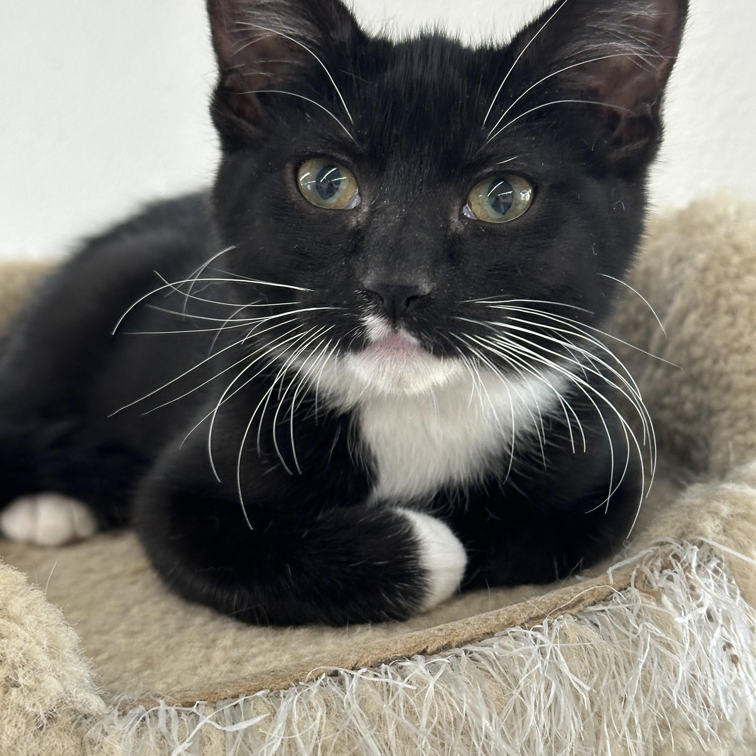Enlarge Grace, a Adoptable Tuxedo in Fort Benton, MT image 1/1