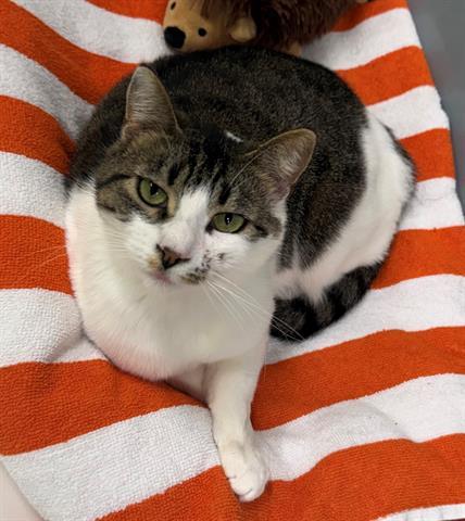 HEIDI, Adoptable, Young Female Domestic Short Hair.