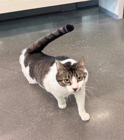 HEIDI, Adoptable, Young Female Domestic Short Hair.