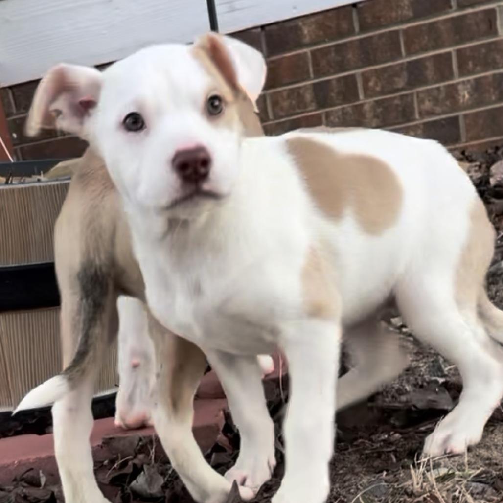 Enlarge Remington, a Adoptable Mixed Breed in Raleigh, NC image 1/2