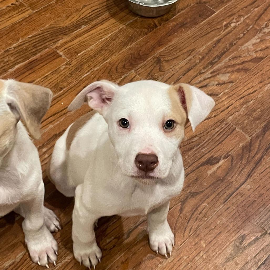 Enlarge Remington, a Adoptable Mixed Breed in Raleigh, NC image 2/2