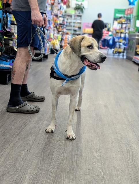 Enlarge Atlas, a Adoptable mixed breed in Raeford, NC image 5/5