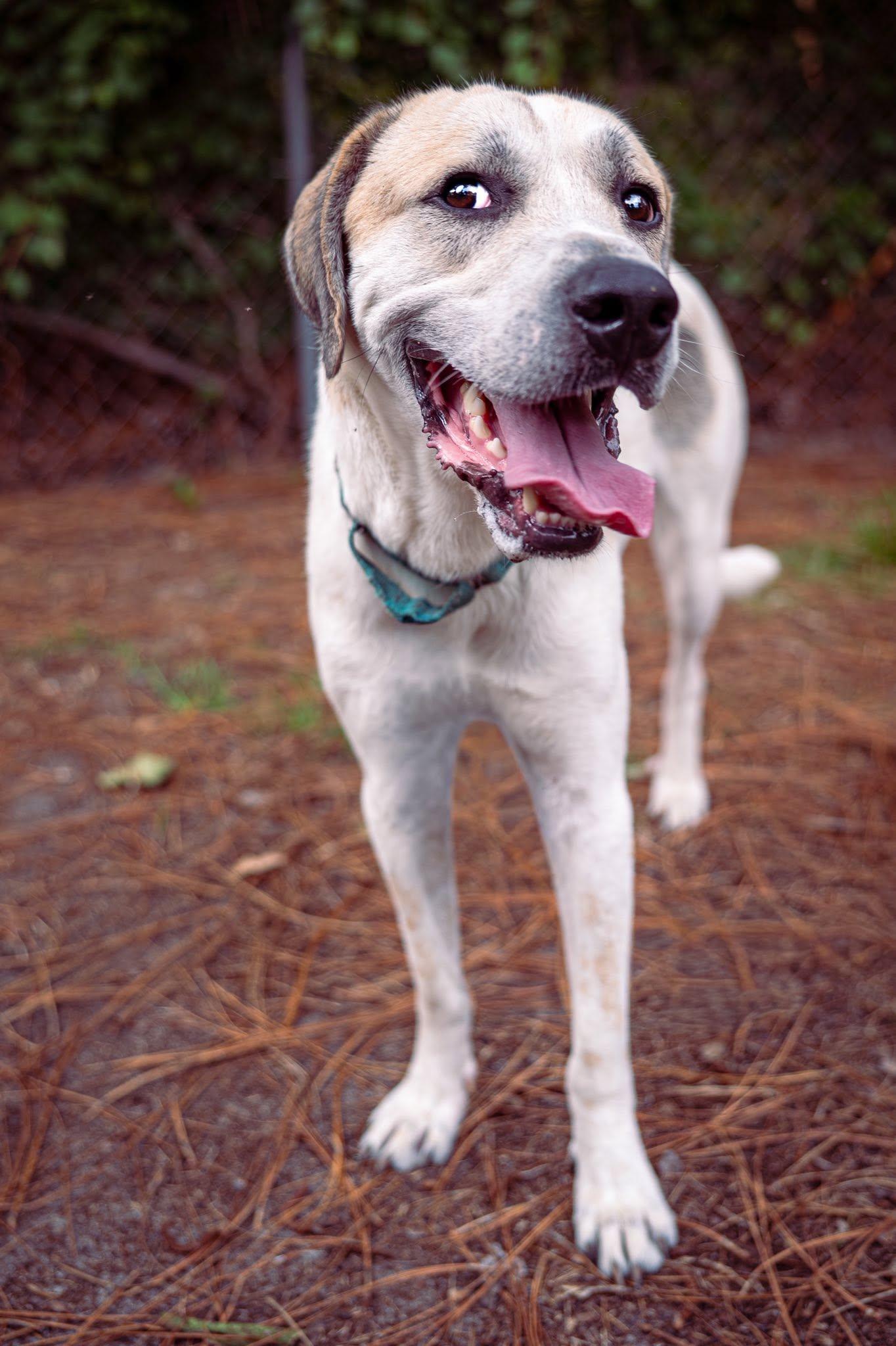 Enlarge Atlas, a Adoptable mixed breed in Raeford, NC image 3/5