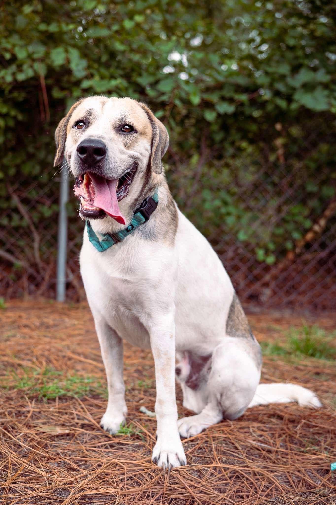 Enlarge Atlas, a ADOPTABLE mixed breed in Raeford, NC image 2/2