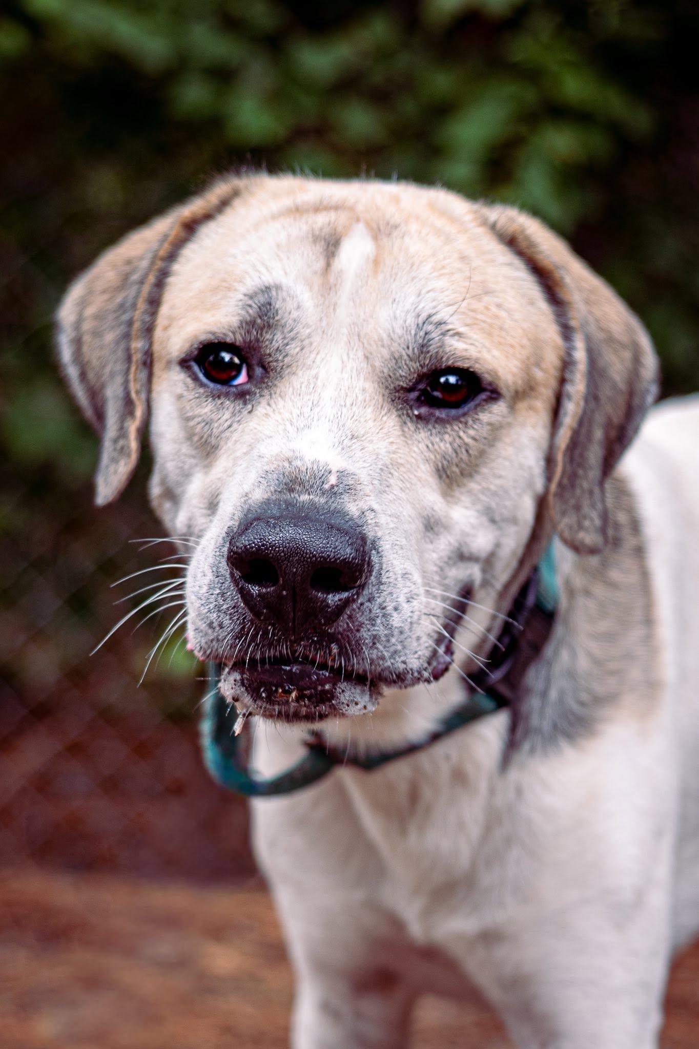 Enlarge Atlas, a Adoptable mixed breed in Raeford, NC image 2/5