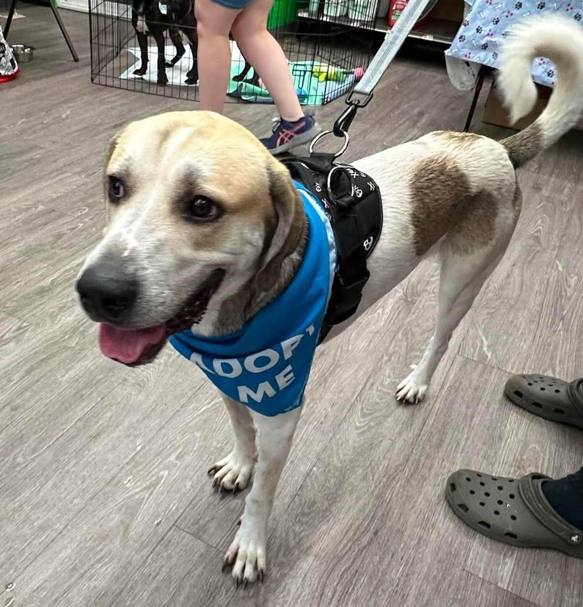 Atlas, ADOPTABLE, Adult Male Great Pyrenees & Labrador Retriever.