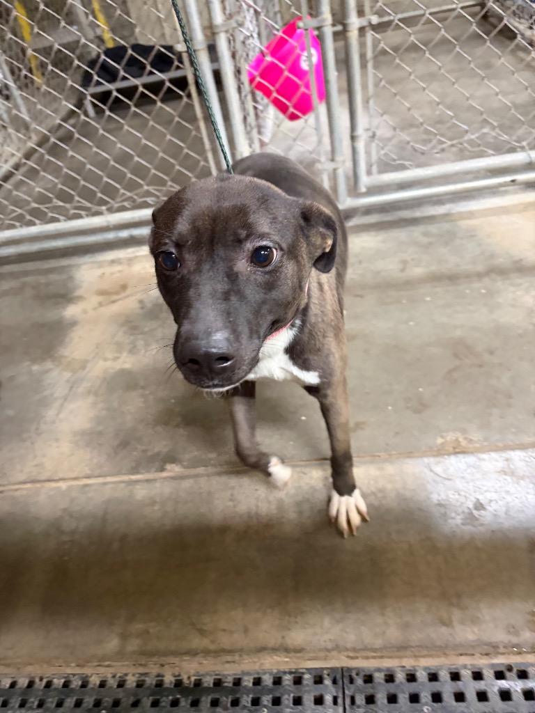 Nala, Adoptable, Young Female American Staffordshire Terrier & Labrador Retriever.