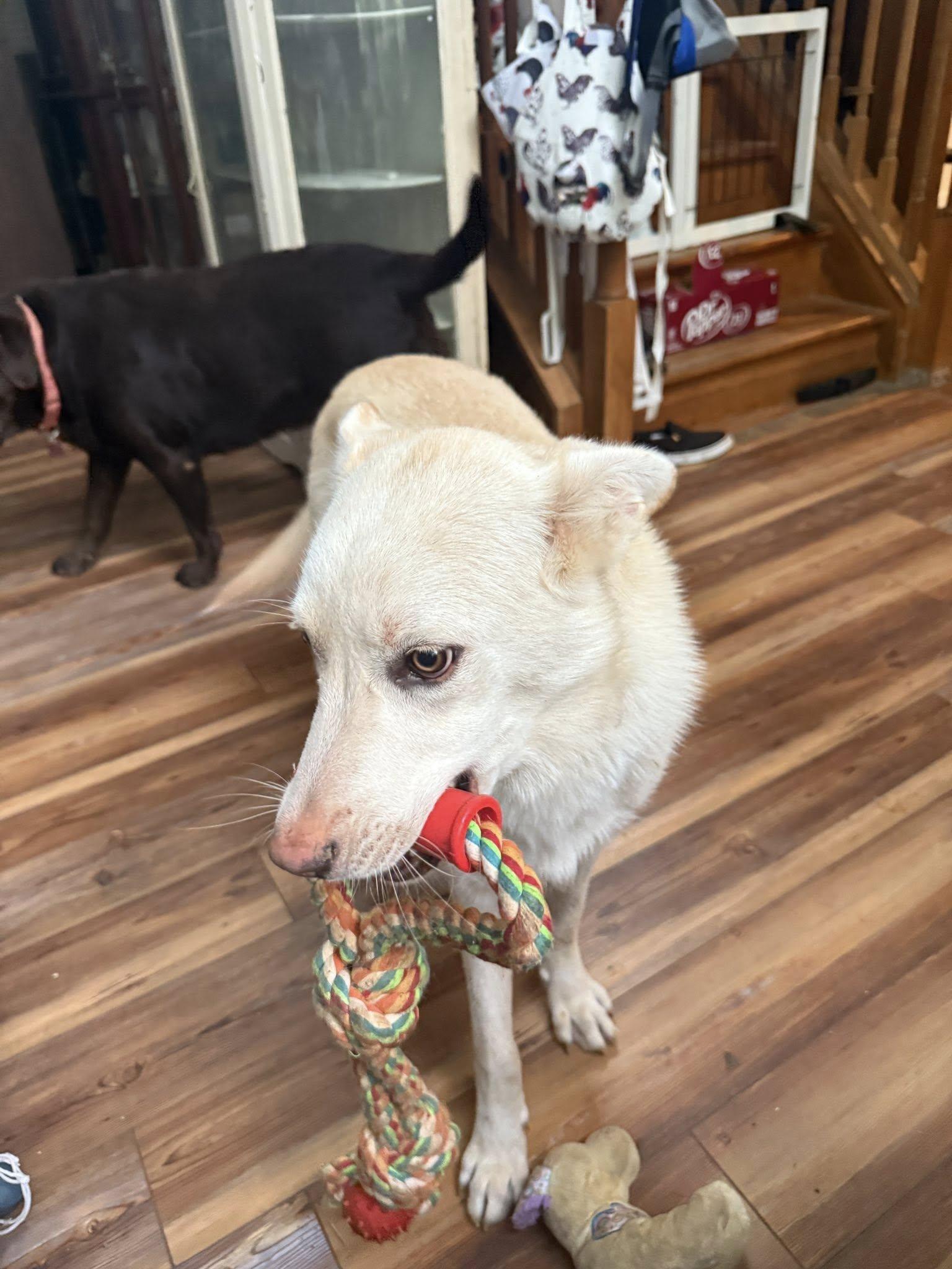 Jace, Adoptable, Young Male White German Shepherd.