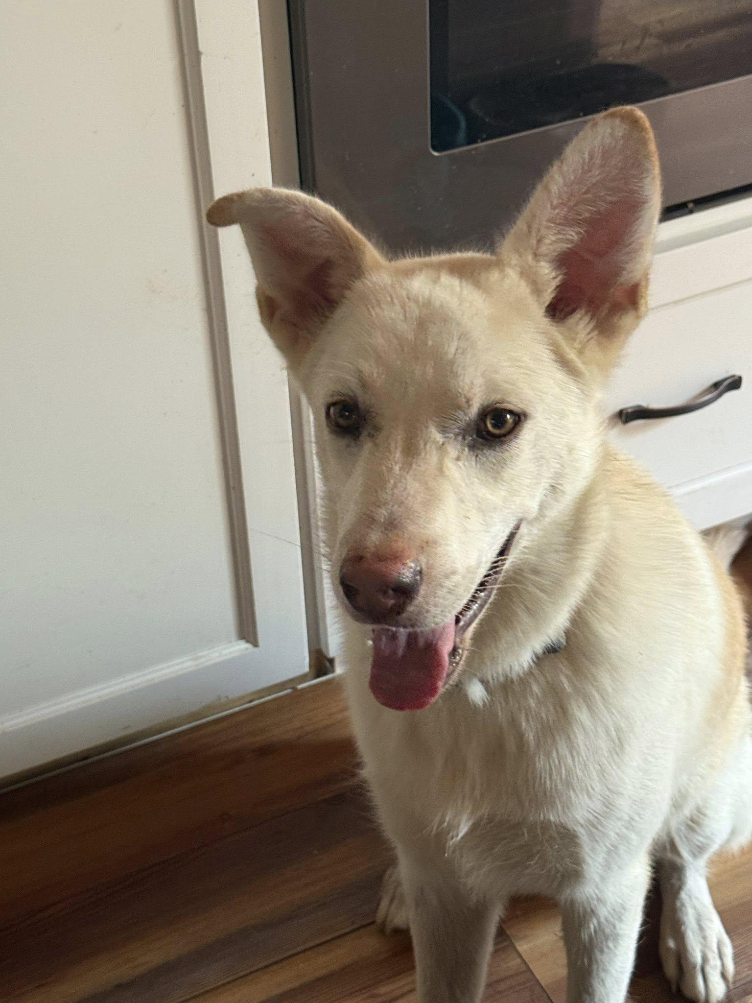 Enlarge Jace, a Adoptable White German Shepherd in Ashville, OH image 2/3